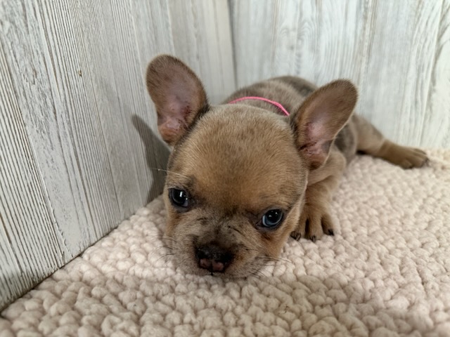Daisy | Blue Fawn Merle French Bulldog Female | Available Sep 2025