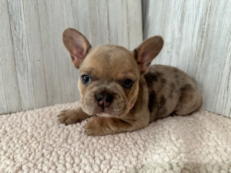 Daisy | Blue Fawn Merle French Bulldog Female | Available Sep 2025