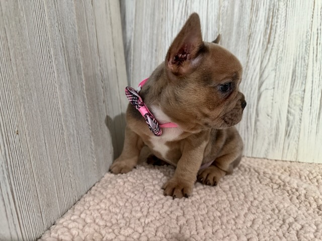 Daisy | Blue Fawn Merle French Bulldog Female | Available Sep 2025