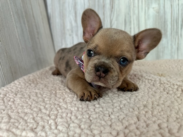 Daisy | Blue Fawn Merle French Bulldog Female | Available Sep 2025