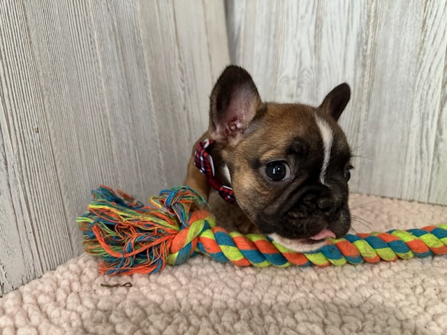 Dora | Fawn French Bulldog Female | Available Sep 2025