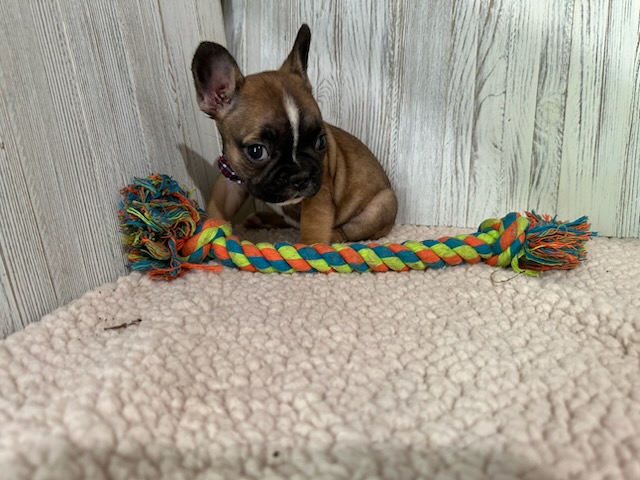 Dora | Fawn French Bulldog Female | Available Sep 2025