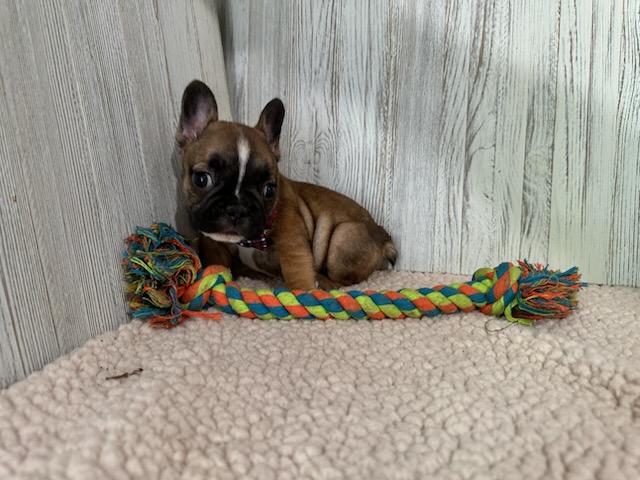 Dora | Fawn French Bulldog Female | Available Sep 2025