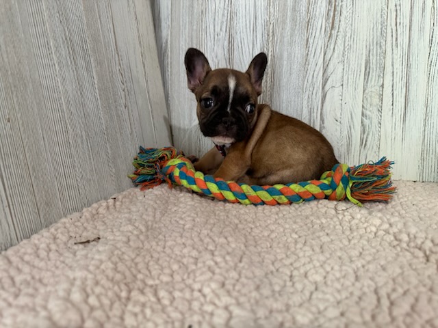 Dora | Fawn French Bulldog Female | Available Sep 2025