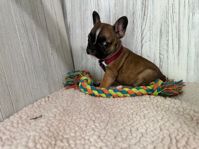 Dora | Fawn French Bulldog Female | Available Sep 2025