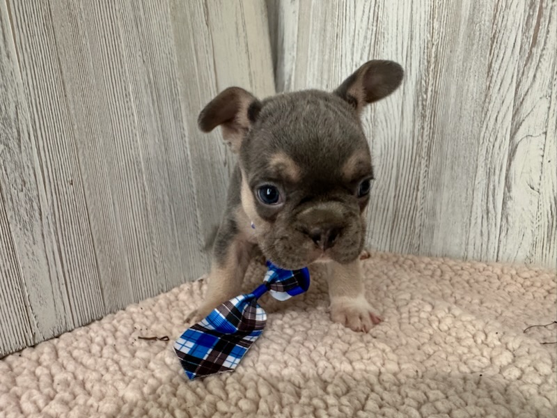 Frank | Blue & Tan French Bulldog Male | Available Sep 2025