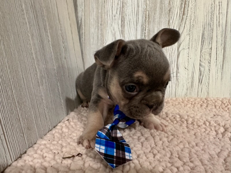 Frank | Blue & Tan French Bulldog Male | Available Sep 2025