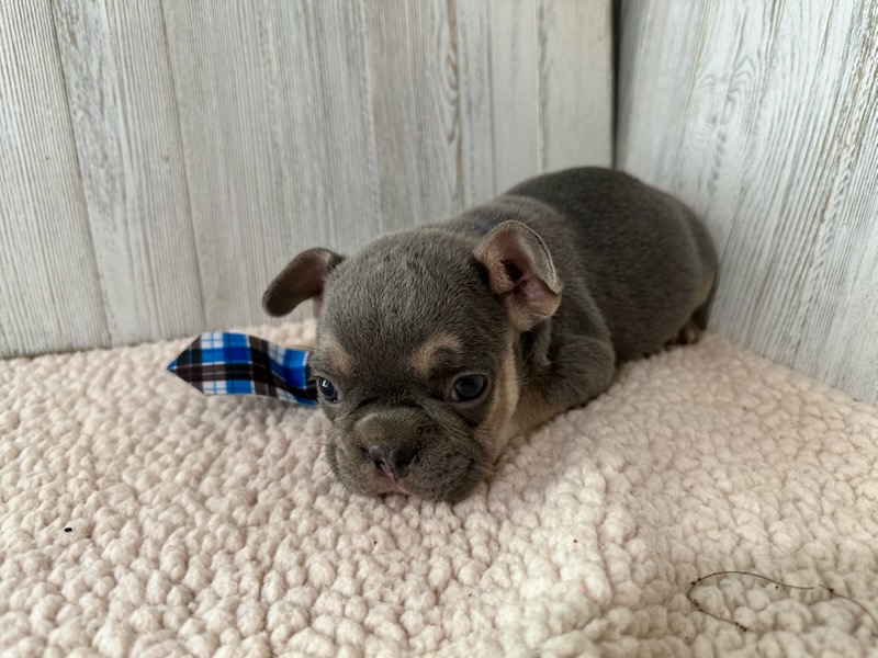 Frank | Blue & Tan French Bulldog Male | Available Sep 2025