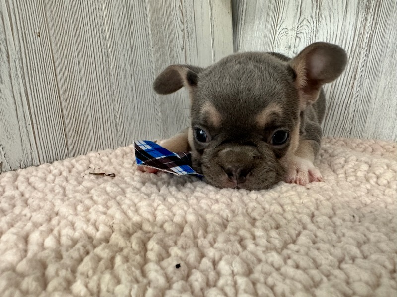 Frank | Blue & Tan French Bulldog Male | Available Sep 2025