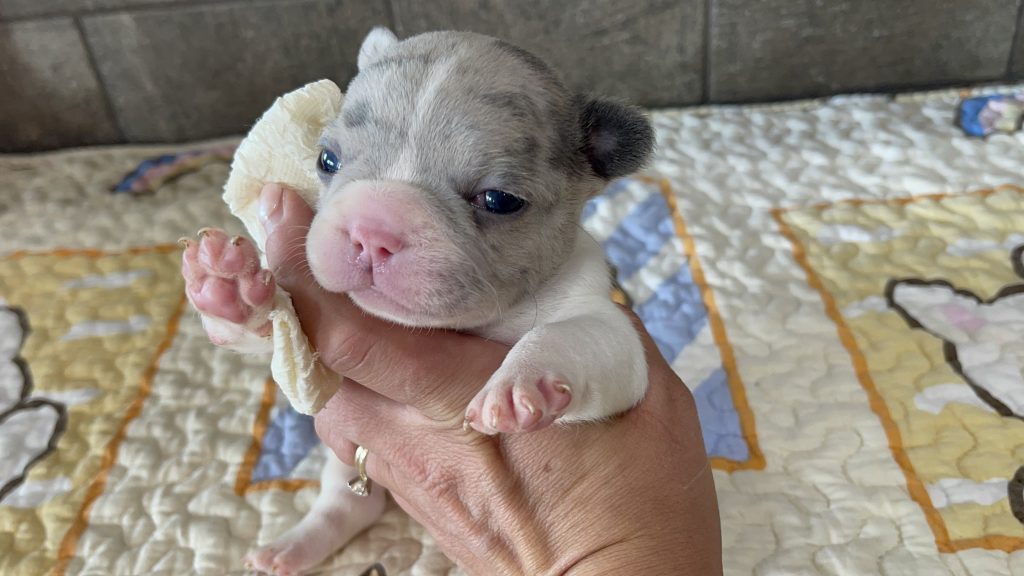 Eddie | Blue Merle Pied French Bulldog Male | Available Sep 2025​
