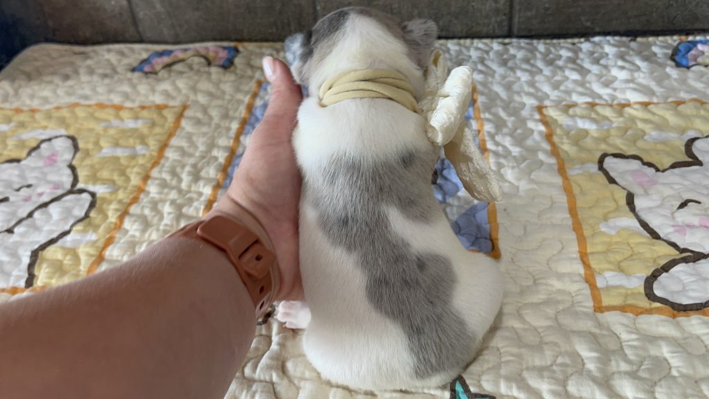 Eddie | Blue Merle Pied French Bulldog Male | Available Sep 2025​