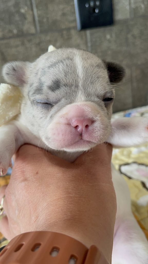 Eddie | Blue Merle Pied French Bulldog Male | Available Sep 2025​