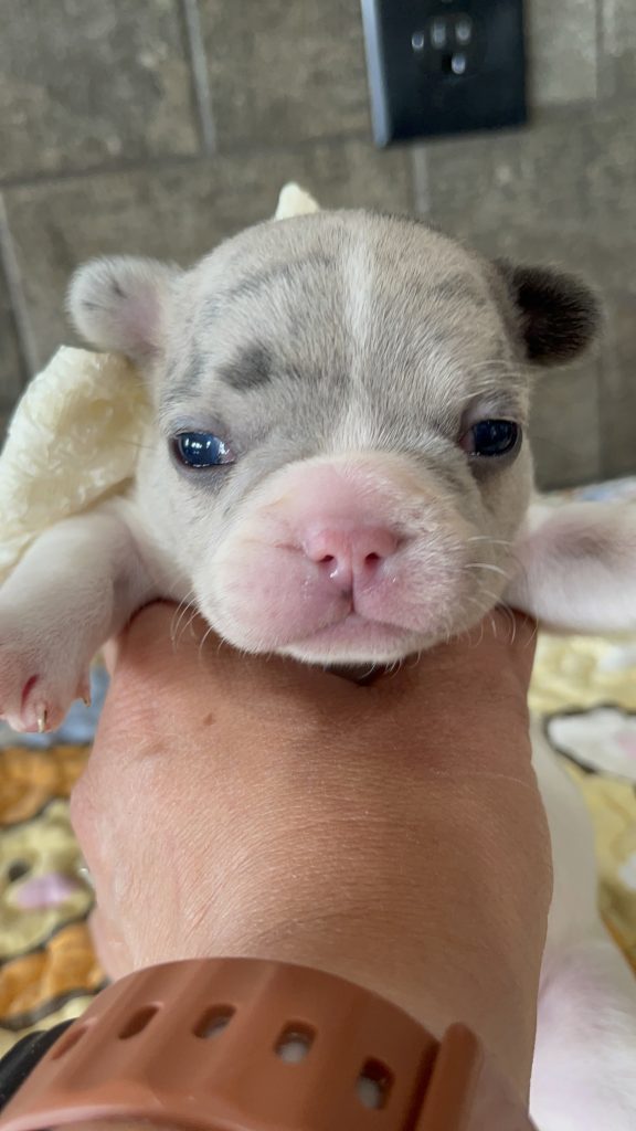 Eddie | Blue Merle Pied French Bulldog Male | Available Sep 2025​