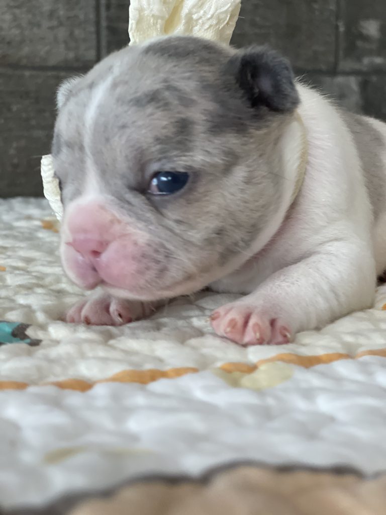 Eddie | Blue Merle Pied French Bulldog Male | Available Sep 2025​