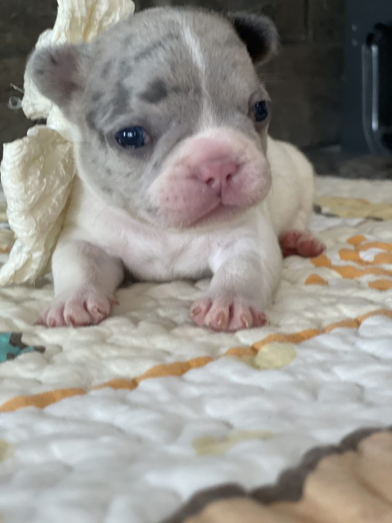 Eddie | Blue Merle Pied French Bulldog Male | Available Sep 2025​