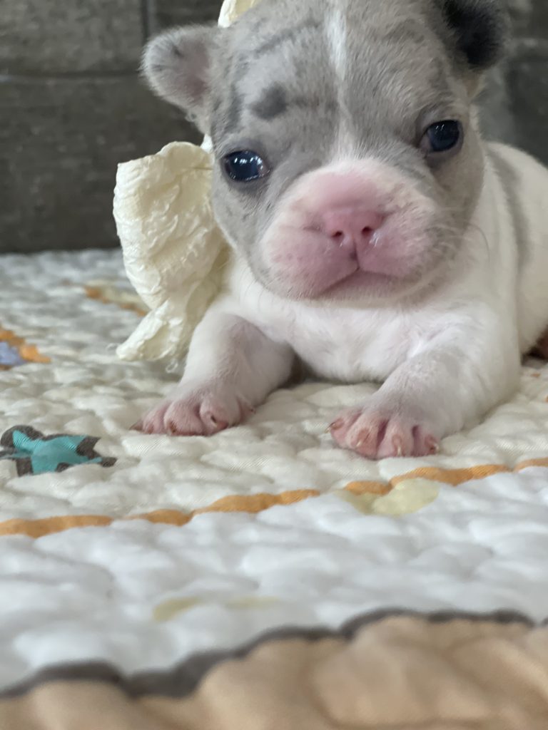 Eddie | Blue Merle Pied French Bulldog Male | Available Sep 2025​