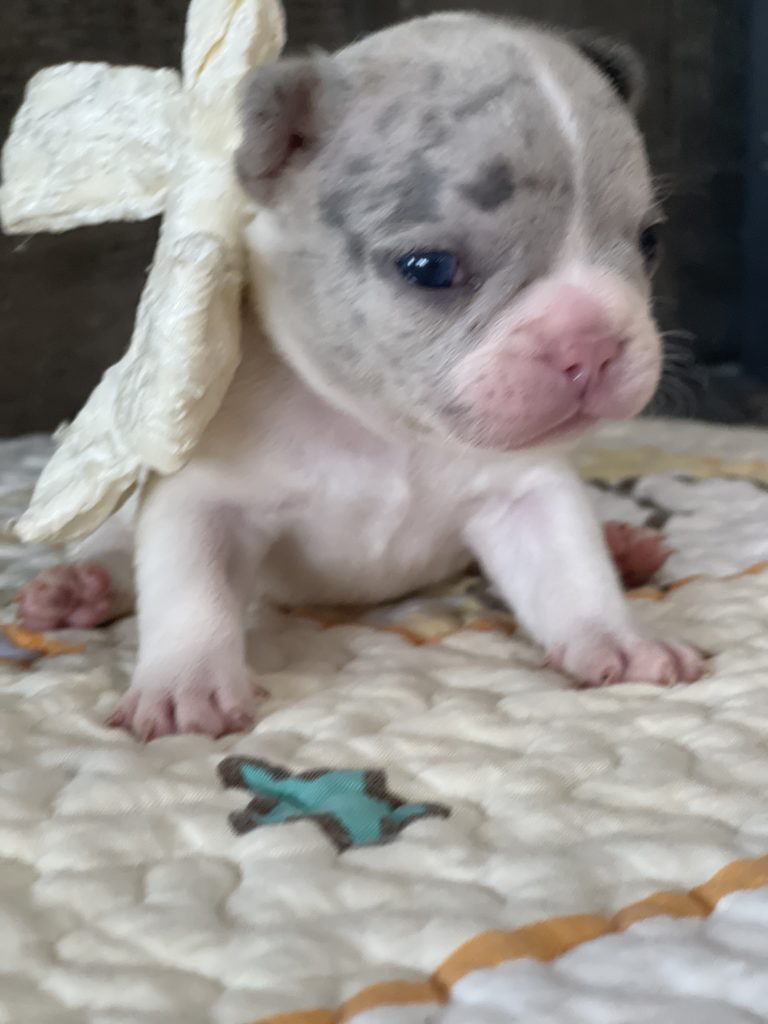Eddie | Blue Merle Pied French Bulldog Male | Available Sep 2025​