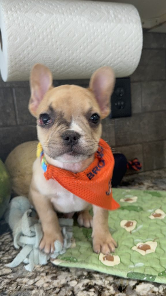 Rocky | Fawn Merle French Bulldog Male | Available Now