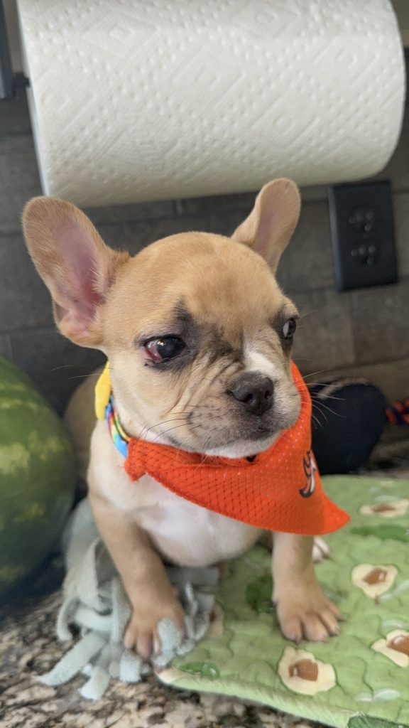 Rocky | Fawn Merle French Bulldog Male | Available Now