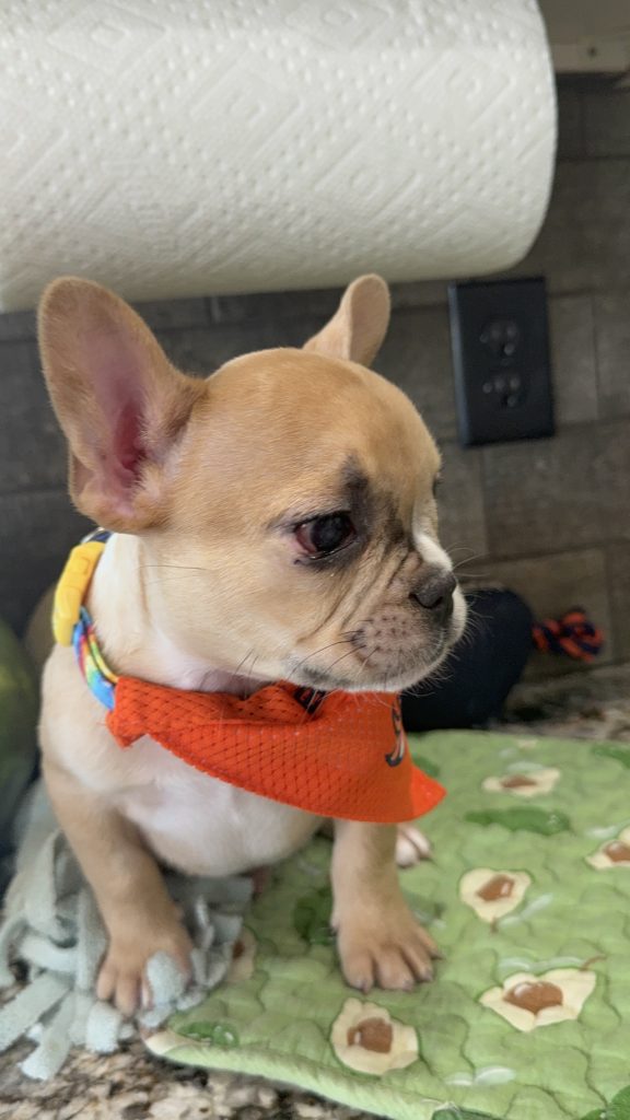 Rocky | Fawn Merle French Bulldog Male | Available Now