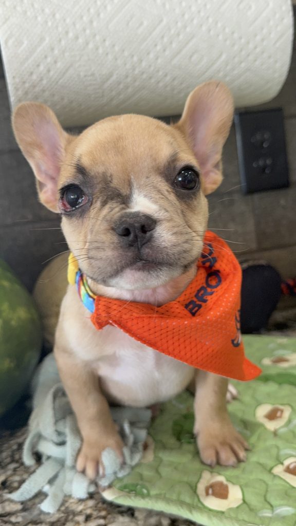 Rocky | Fawn Merle French Bulldog Male | Available Now