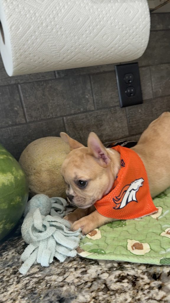 Rocky | Fawn Merle French Bulldog Male | Available Now