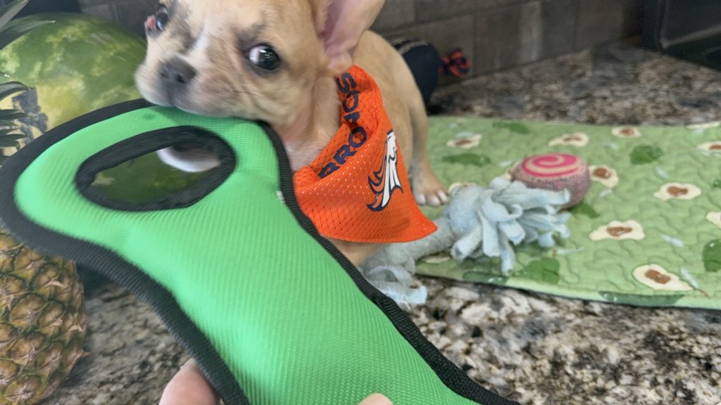 Rocky | Fawn Merle French Bulldog Male | Available Now