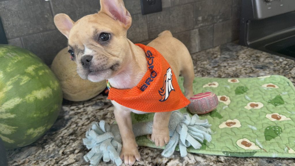 Rocky | Fawn Merle French Bulldog Male | Available Now