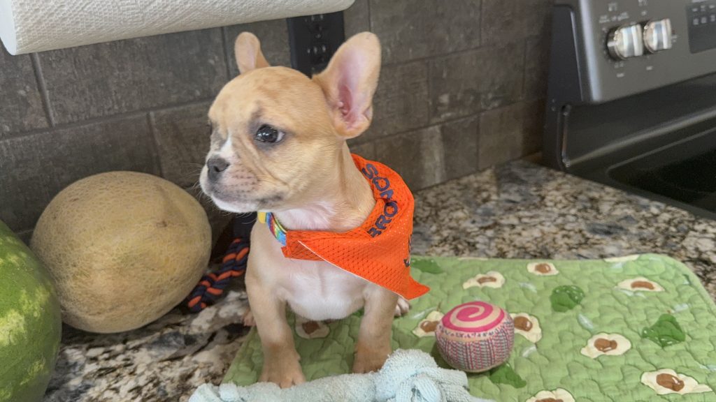 Rocky | Fawn Merle French Bulldog Male | Available Now