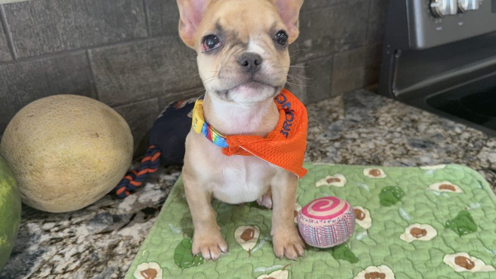 Rocky | Fawn Merle French Bulldog Male | Available Now