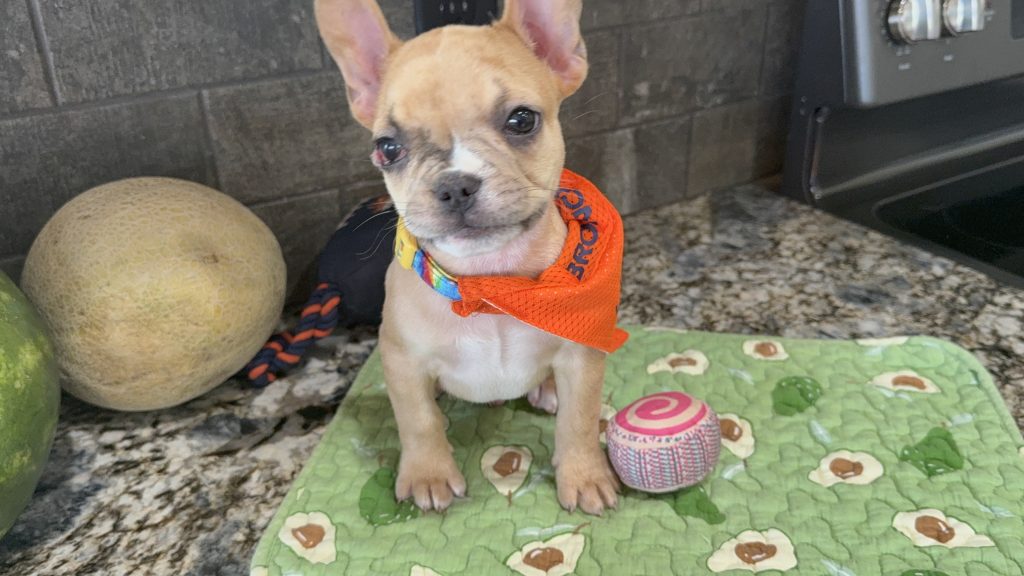 Rocky | Fawn Merle French Bulldog Male | Available Now