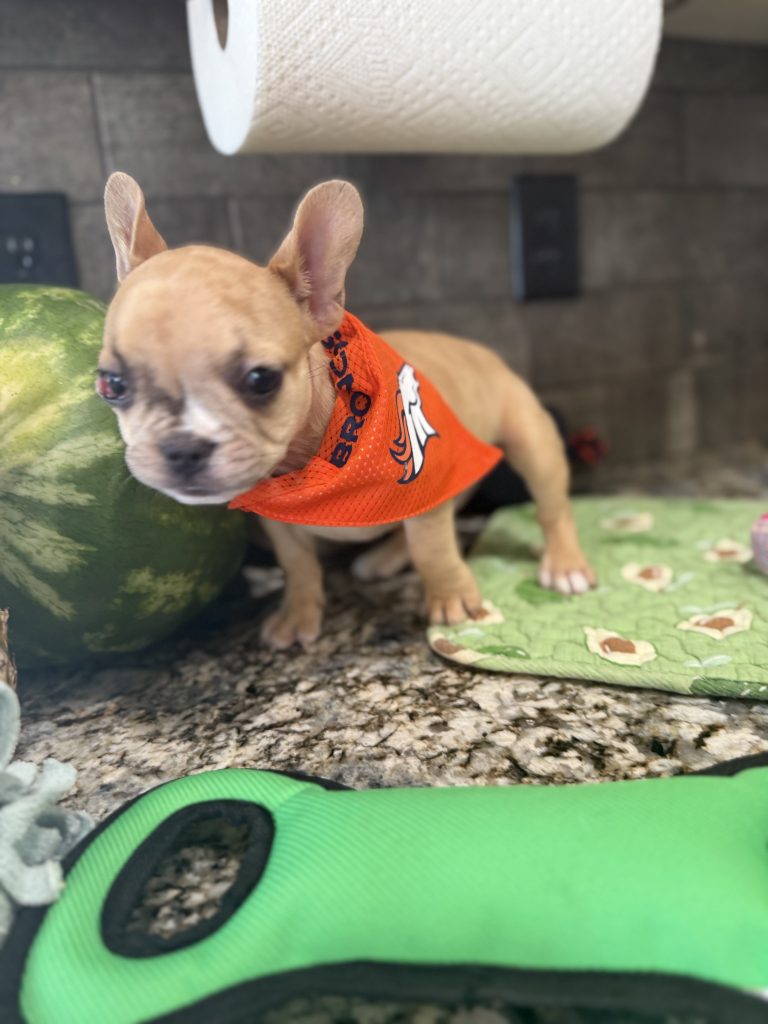 Rocky | Fawn Merle French Bulldog Male | Available in July 2025