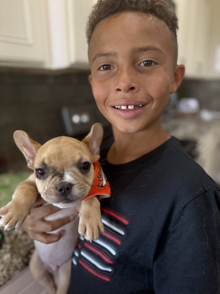 Rocky | Fawn Merle French Bulldog Male | Available in July 2025