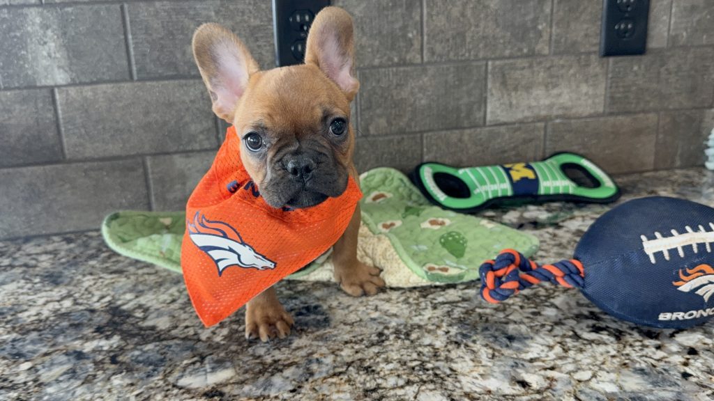 Vito | Fawn French Bulldog Male | Available Now | The Vibrant One