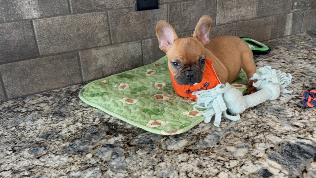 Vito | Fawn French Bulldog Male | Available Now | The Vibrant One