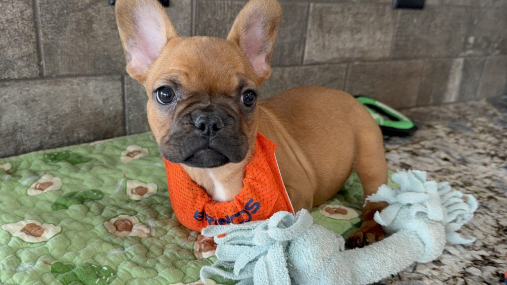 Vito | Fawn French Bulldog Male | Available Now | The Vibrant One