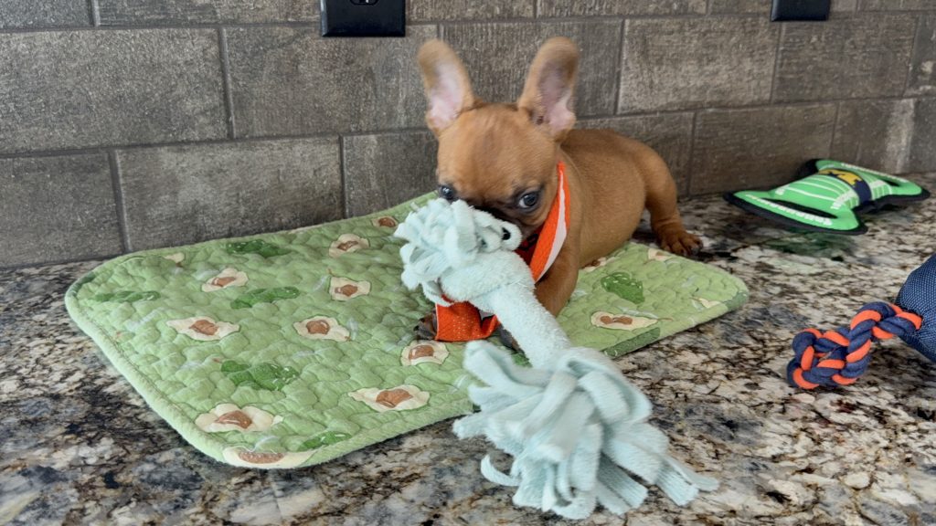 Vito | Fawn French Bulldog Male | Available Now | The Vibrant One