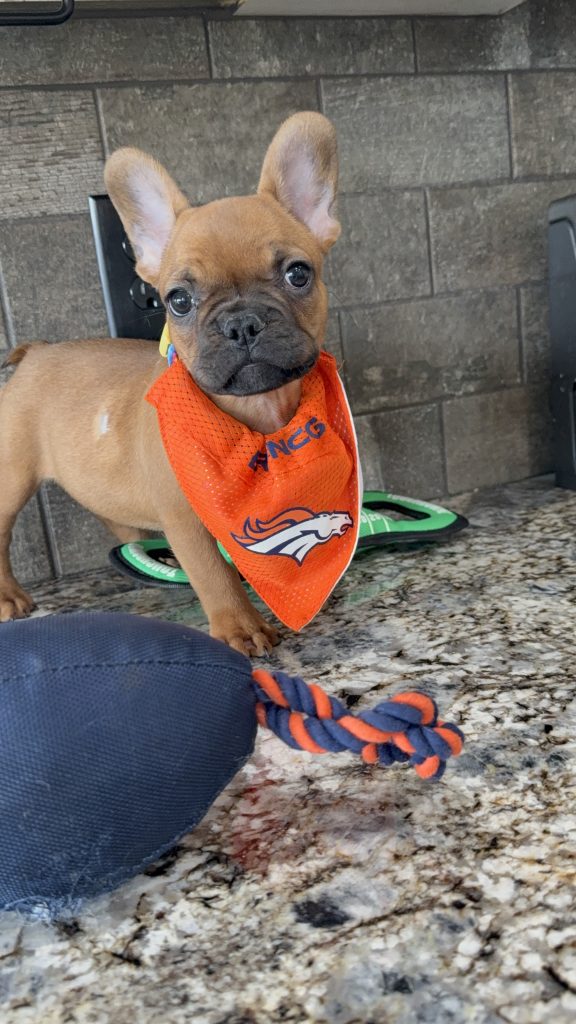 Vito | Fawn French Bulldog Male | Available Now | The Vibrant One