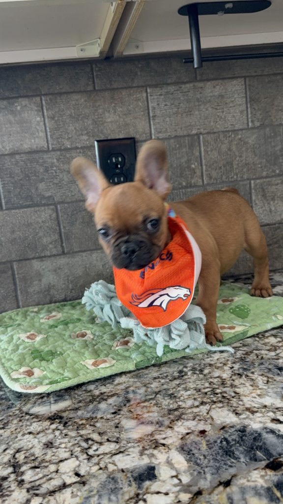 Vito | Fawn French Bulldog Male | Available Now | The Vibrant One