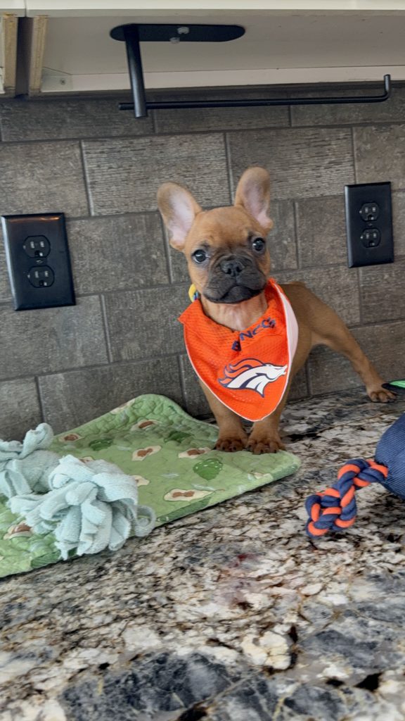 Vito | Fawn French Bulldog Male | Available Now | The Vibrant One