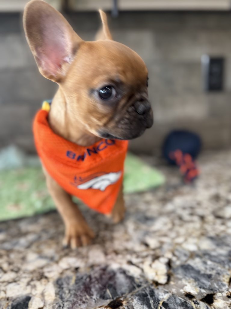 Vito | Fawn French Bulldog Male | Available Now | The Vibrant One