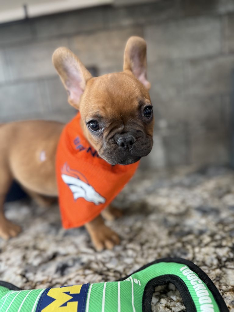 Vito | Fawn French Bulldog Male | Available Now | The Vibrant One