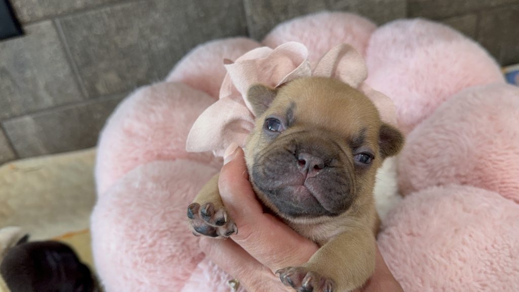 Hope | Chocolate Fawn Bulldog Female | Available Oct 2025