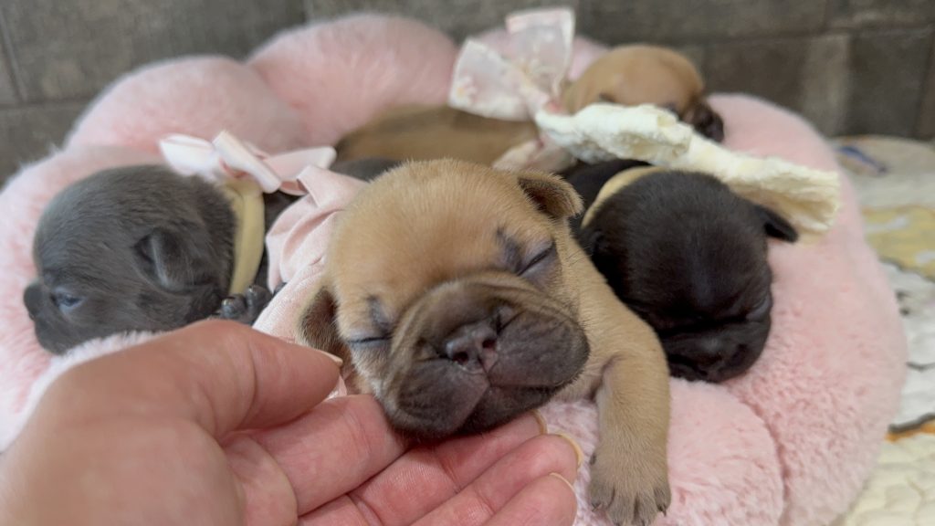Hope | Chocolate Fawn Bulldog Female | Available Oct 2025