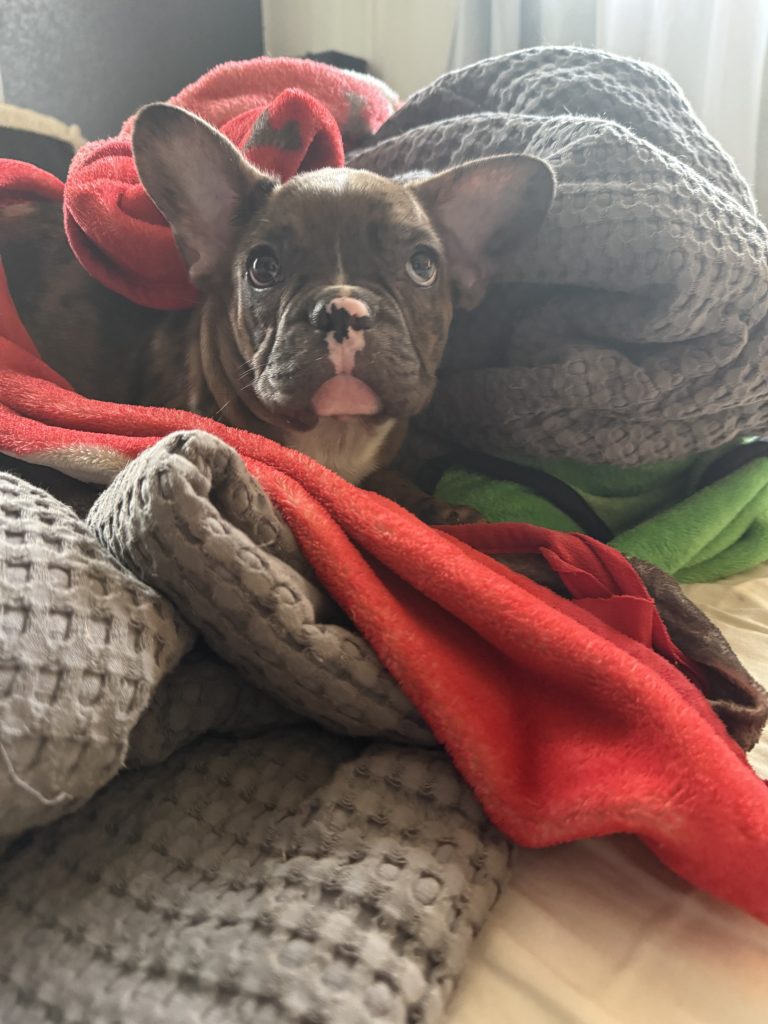 Teddy | Fawn Merle & White French Bulldog Male | Available Now The Handsome One