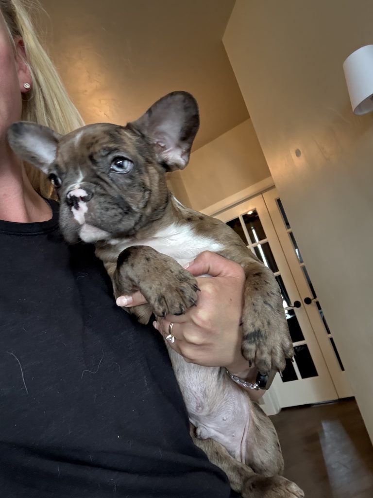 Teddy | Fawn Merle & White French Bulldog Male | Available Now The Handsome One