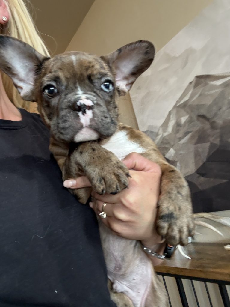 Teddy | Fawn Merle & White French Bulldog Male | Available Now The Handsome One