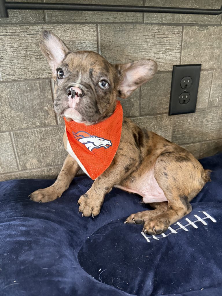 Teddy | Fawn Merle & White French Bulldog Male | Available Now The Handsome One