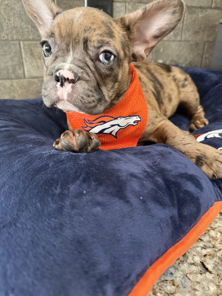 Teddy | Fawn Merle & White French Bulldog Male | Available Now The Handsome One