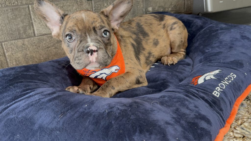 Teddy | Fawn Merle & White French Bulldog Male